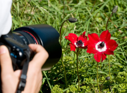 ECOVERD: Taller i concurs de fotografia de la natura al Mur Verd