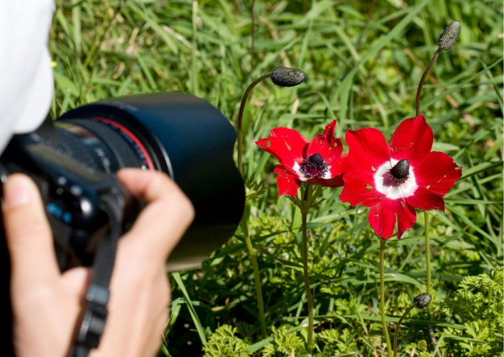 ECOVERD: Taller i concurs de fotografia de la natura al Mur Verd