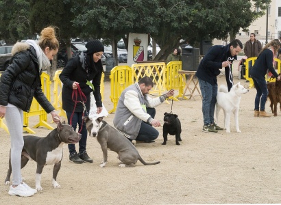 Festa Major d'hivern: Exhibició canina