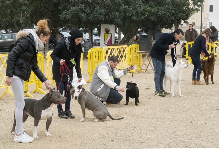 Festa Major d'hivern: Exhibició canina