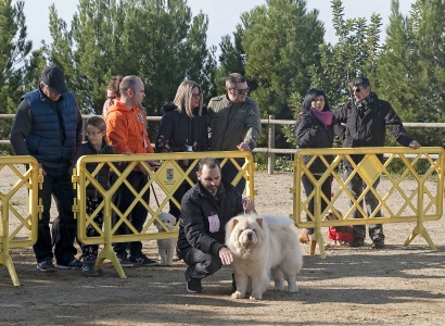 Exposició canina