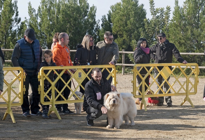 Exposició canina