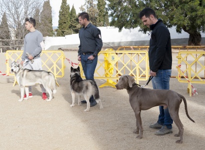 FMH: Exposició i exhibició canina