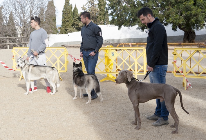 FMH: Exposició i exhibició canina