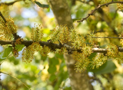 ECOVERD: Conferència “Què se'n fa de les garrofes?”