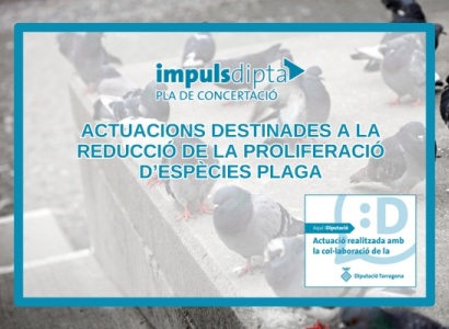 L’Ajuntament realitza actuacions per a la reducció de la proliferació d’espècies plaga amb el suport del Pla ImpulsDipta