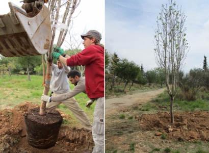 Plantada d'arbres al Mur Verd