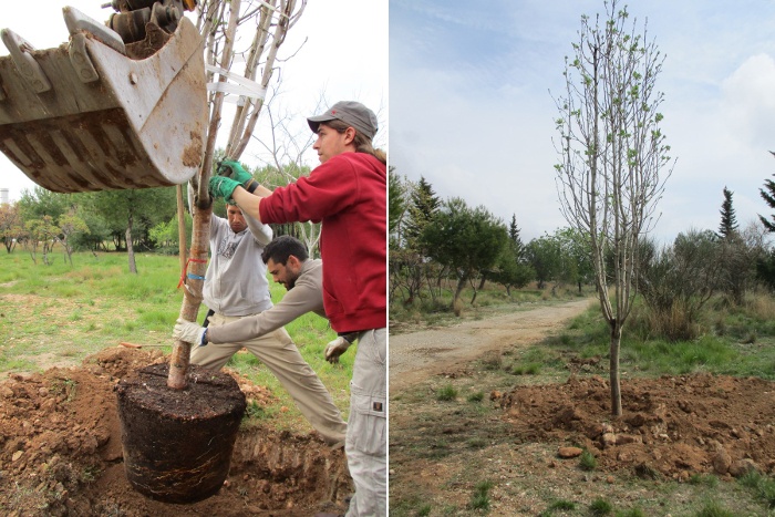 Plantada d'arbres al Mur Verd