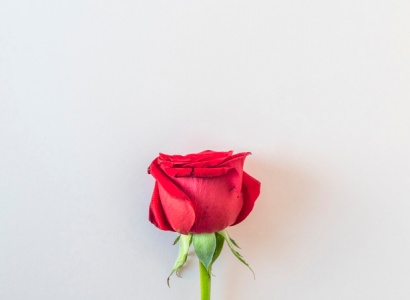 El cementiri obre les portes per Sant Jordi